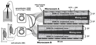 Linkage Between Dissolved Organic Matter Transformation, Bacterial Carbon Production, and Diversity in a Shallow Oligotrophic Aquifer: Results From Flow-Through Sediment Microcosm Experiments